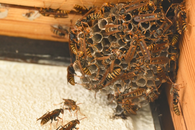【3500件以上の実績】尾鷲市の蜂駆除はスピードと再発防止が鍵！失敗しない業者選びを徹底解説